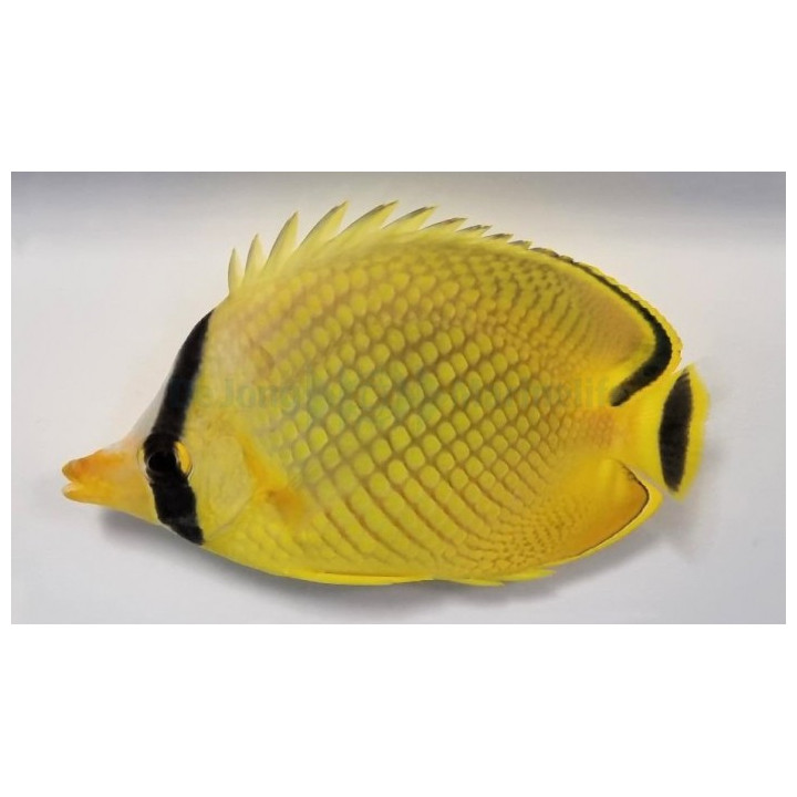 Chaetodon rafflesii - Kennoperhokala