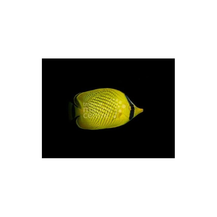 Chaetodon rafflesii - Kennoperhokala