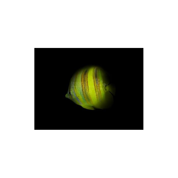 Chaetodon rainfordi - Aurinkoperhokala