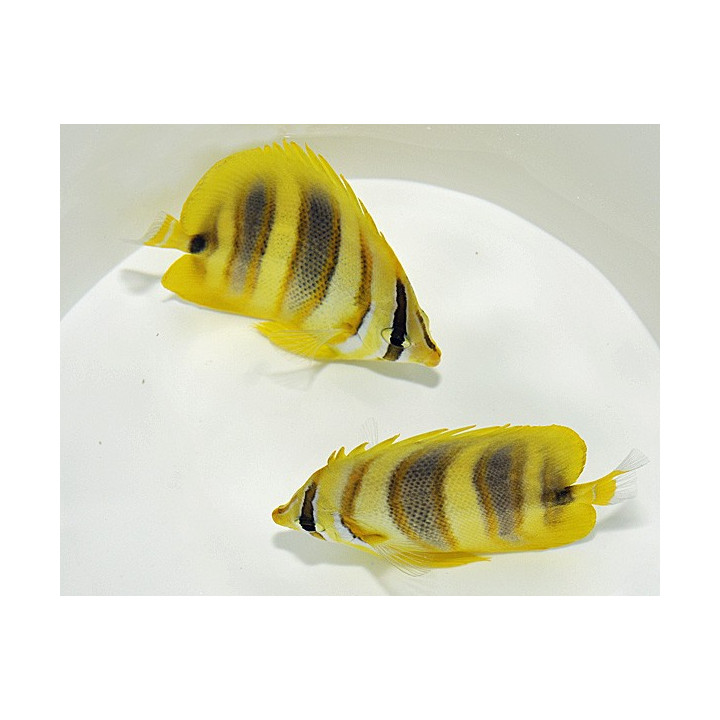 Chaetodon rainfordi - Aurinkoperhokala