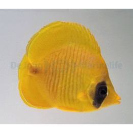 Chaetodon semilarvatus - Keltaperhokala