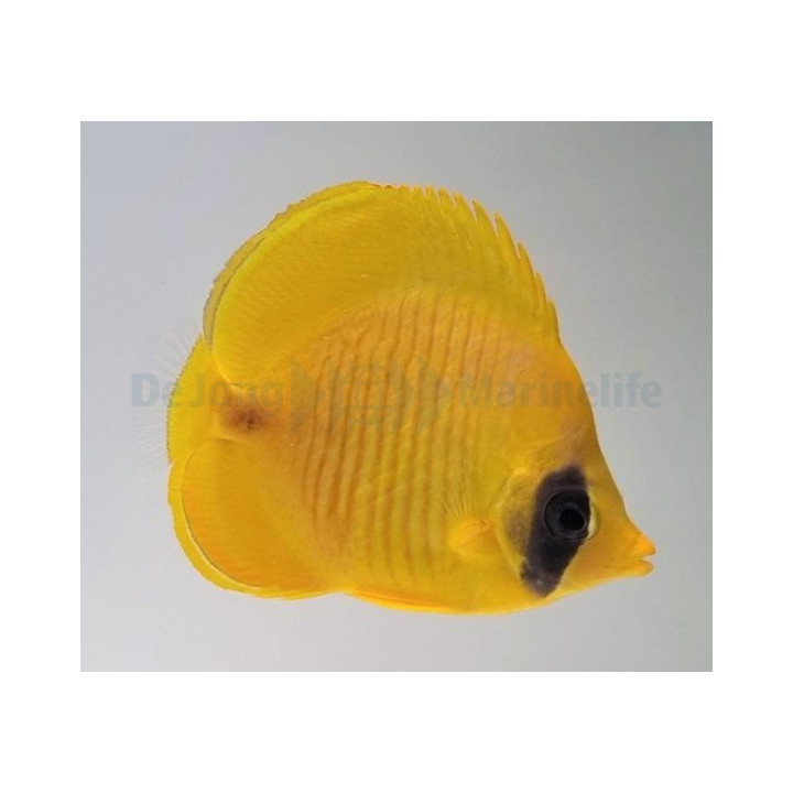 Chaetodon semilarvatus - Keltaperhokala