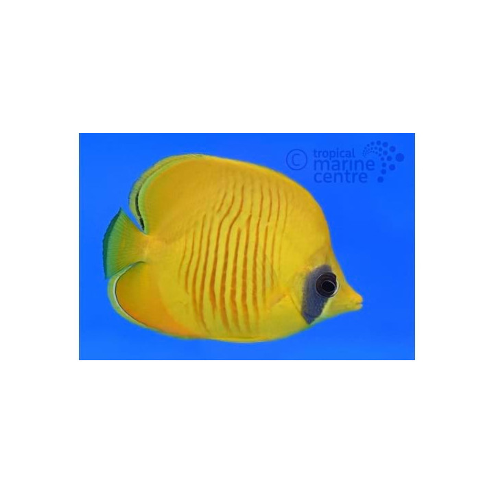 Chaetodon semilarvatus - Keltaperhokala