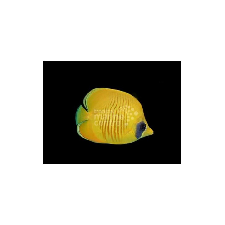 Chaetodon semilarvatus - Keltaperhokala