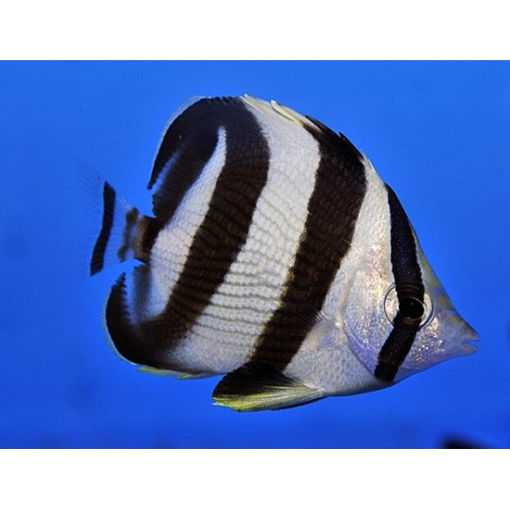 Chaetodon striatus - Vanneperhokala