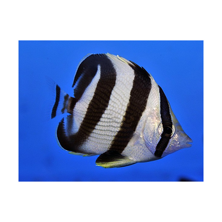 Chaetodon striatus - Vanneperhokala