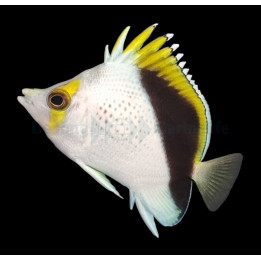Chaetodon tinkeri - Viittaperhokala