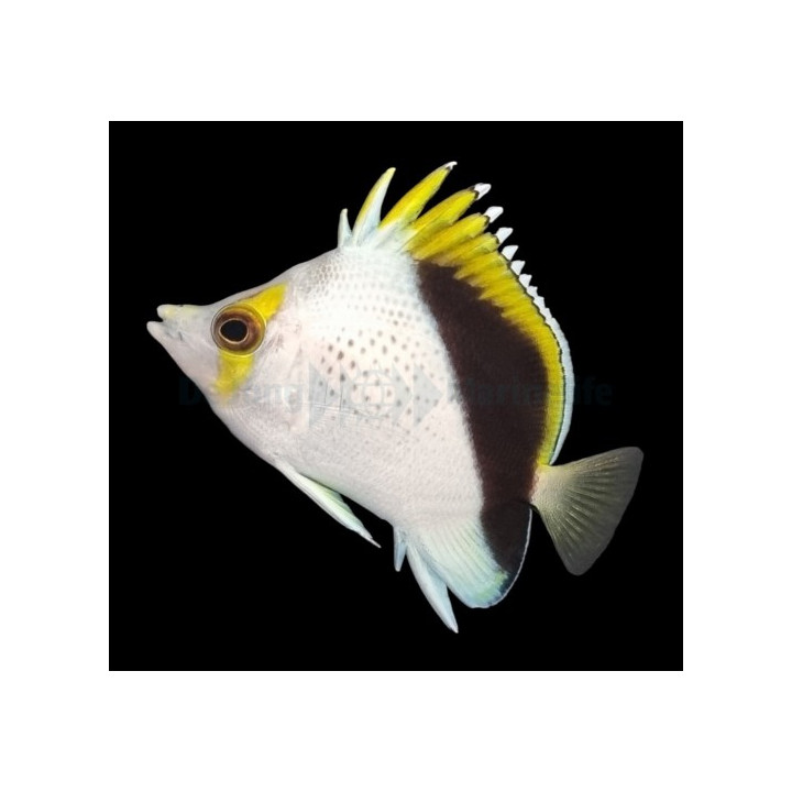 Chaetodon tinkeri - Viittaperhokala