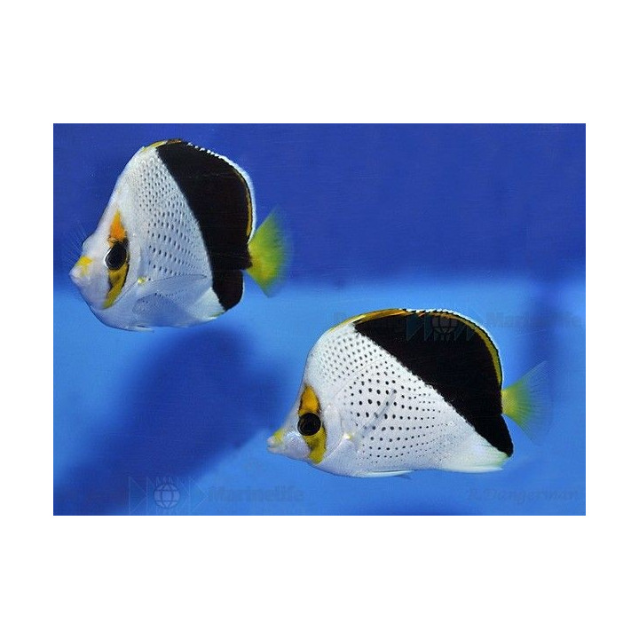 Chaetodon tinkeri - Viittaperhokala