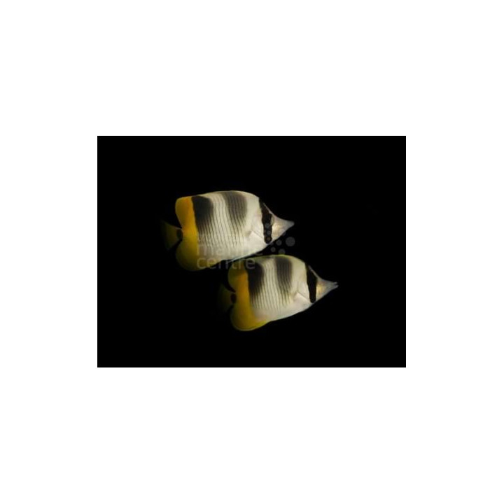 Chaetodon ulietensis - Pälviperhokala