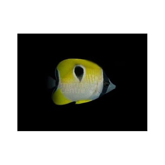 Chaetodon unimaculatus - Pisaraperhokala