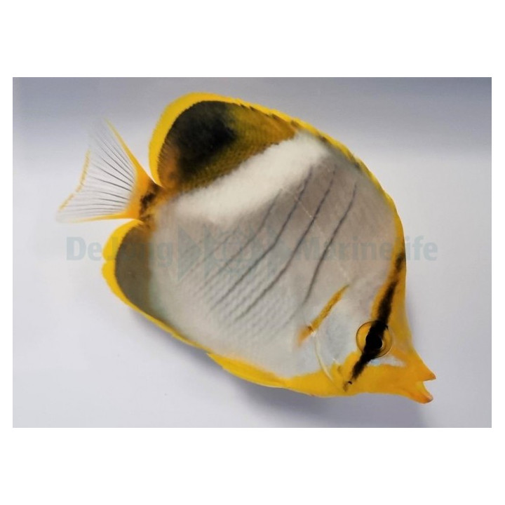 Chaetodon xanthocephalus - Kultasuuperhokala