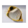 Chaetodon xanthocephalus - Kultasuuperhokala