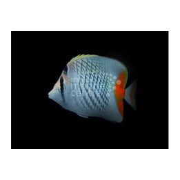Chaetodon xanthurus - Suomuperhokala