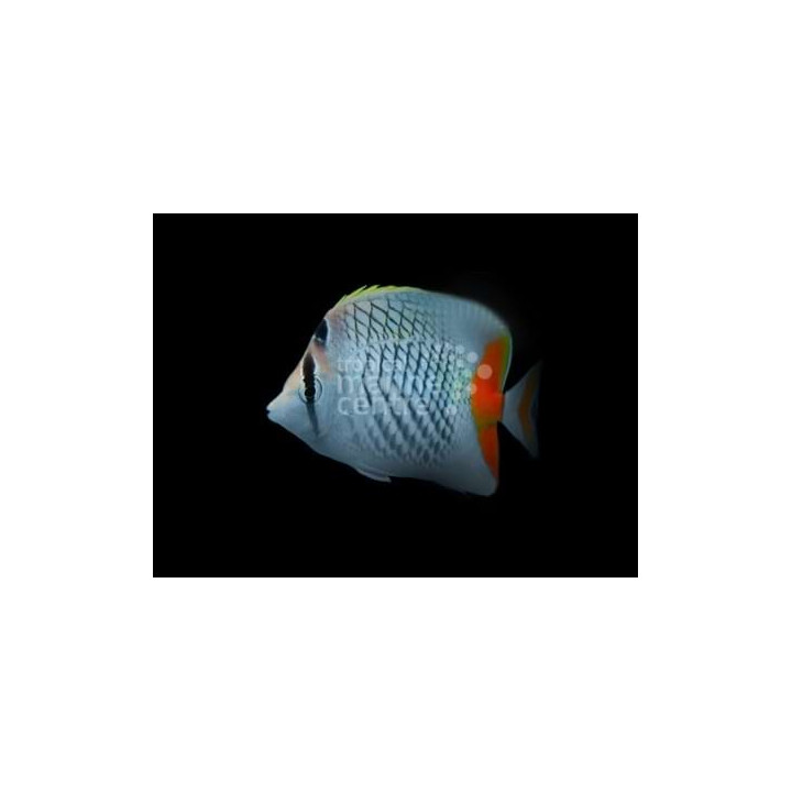 Chaetodon xanthurus - Suomuperhokala