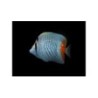 Chaetodon xanthurus - Suomuperhokala
