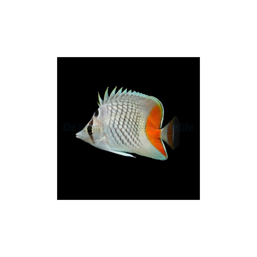 Chaetodon xanthurus - Suomuperhokala