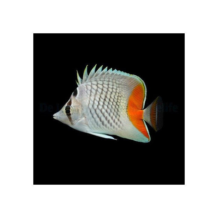 Chaetodon xanthurus - Suomuperhokala
