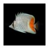 Chaetodon xanthurus - Suomuperhokala