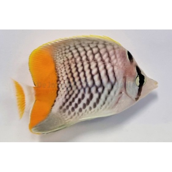 Chaetodon xanthurus - Suomuperhokala