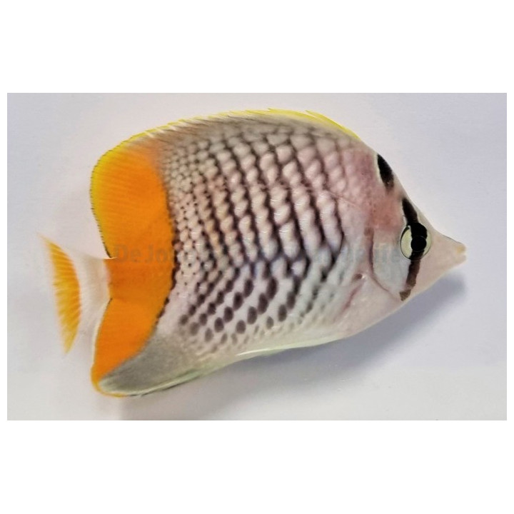 Chaetodon xanthurus - Suomuperhokala