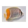 Chaetodon xanthurus - Suomuperhokala
