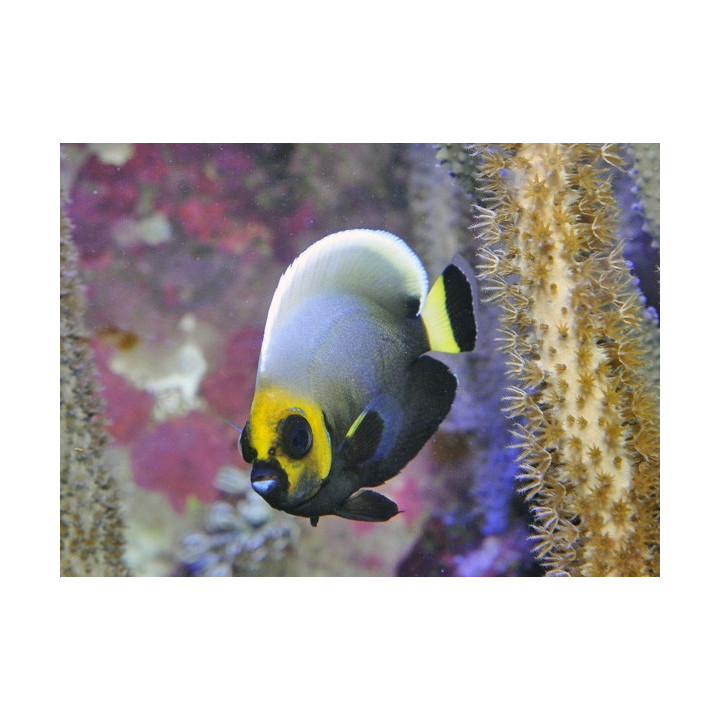 Chaetodontoplus conspicillatus , Kaunokeisarikala