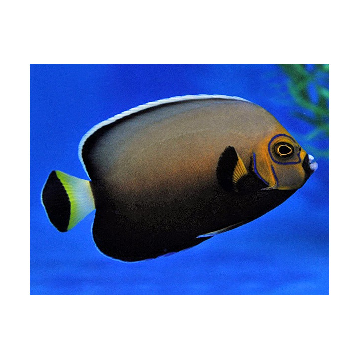Chaetodontoplus conspicillatus , Kaunokeisarikala