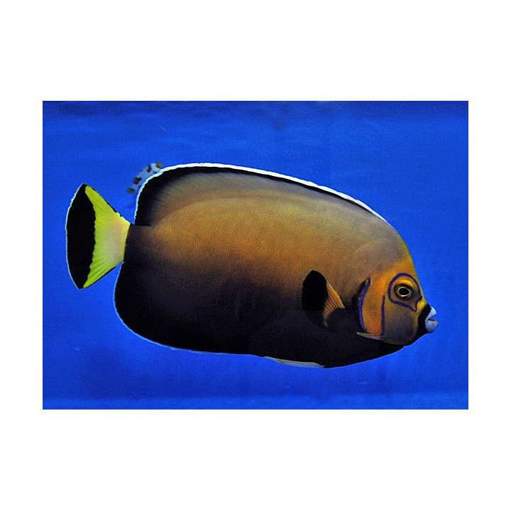 Chaetodontoplus conspicillatus , Kaunokeisarikala