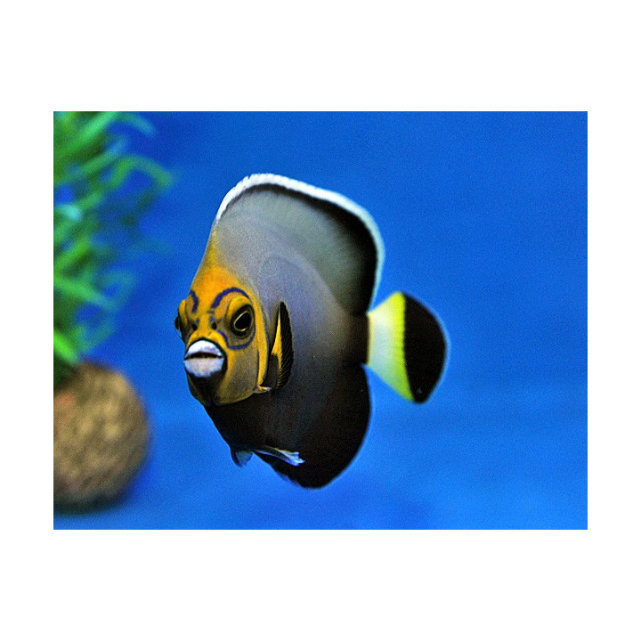 Chaetodontoplus conspicillatus , Kaunokeisarikala
