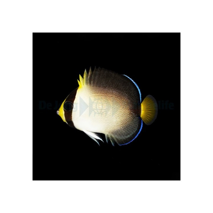 Chaetodontoplus mesoleucus - Perhokeisarikala
