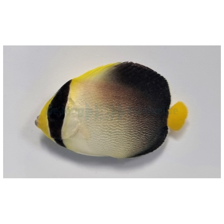 Chaetodontoplus mesoleucus - Perhokeisarikala