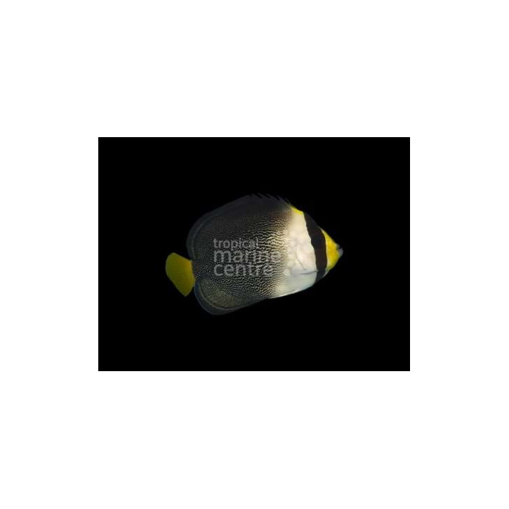 Chaetodontoplus mesoleucus - Perhokeisarikala