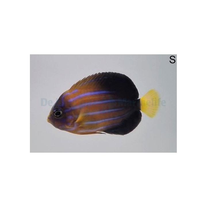 Chaetodontoplus septentrionali - Juovakeisarikala
