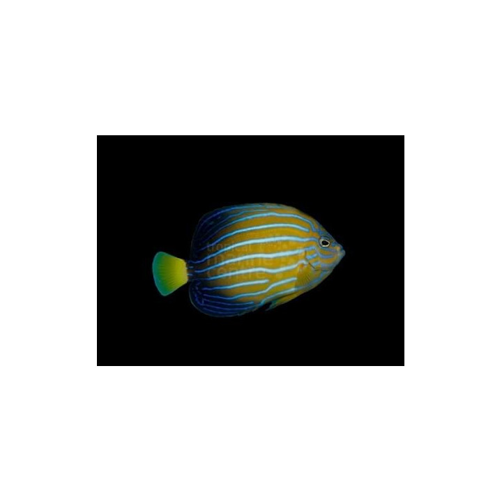 Chaetodontoplus septentrionali - Juovakeisarikala