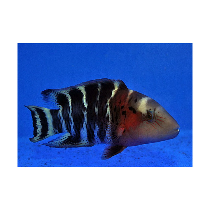 Cheilinus fasciatus - Red Breasted Hog