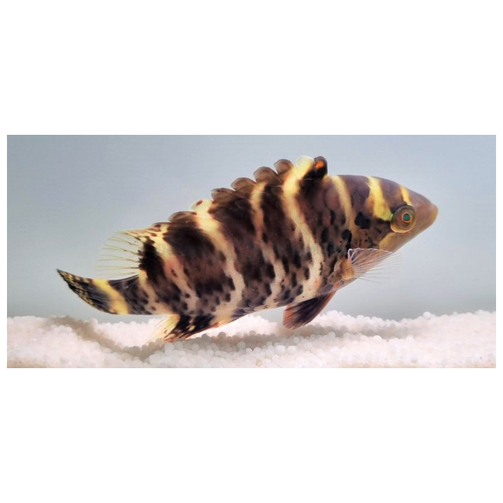 Cheilinus fasciatus - Red Breasted Hog