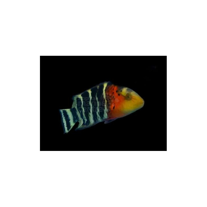 Cheilinus fasciatus - Red Breasted Hog