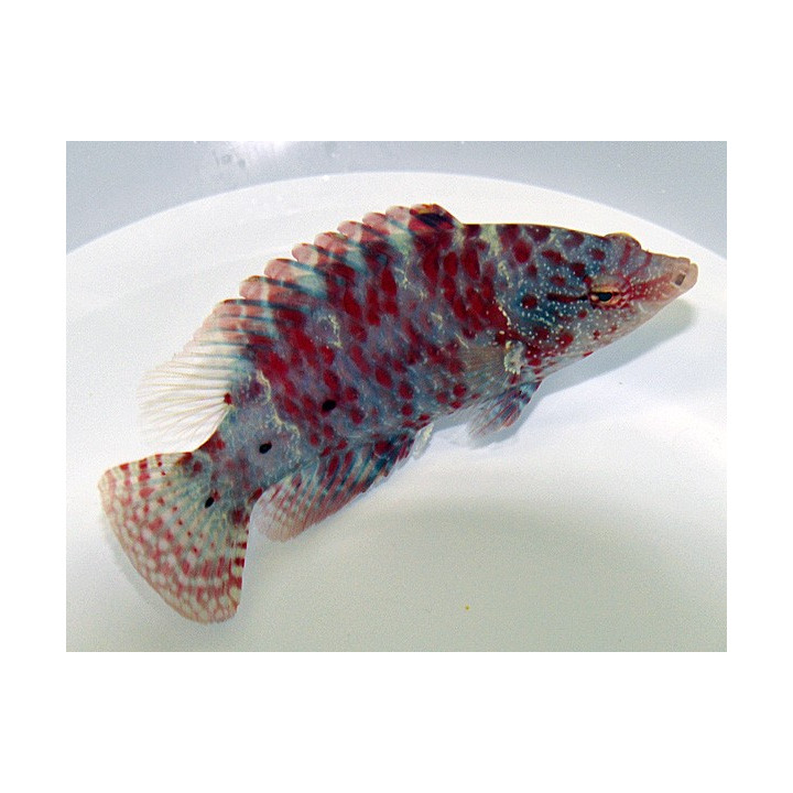 Cheilinus oxycephalus - Fire Tusk