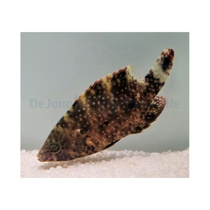 Cheilinus oxycephalus - Fire Tusk