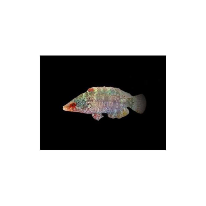 Cheilinus oxycephalus - Fire Tusk