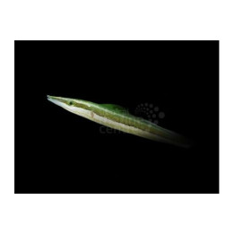 Cheilio inermis - Cheilio Wrasse