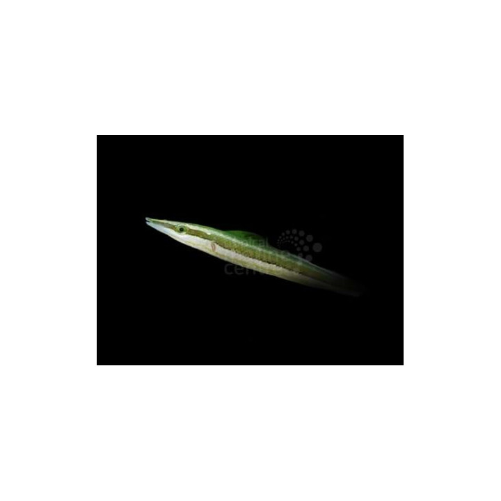 Cheilio inermis - Cheilio Wrasse