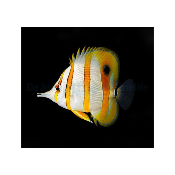 Chelmon rostratus - pinsettikala