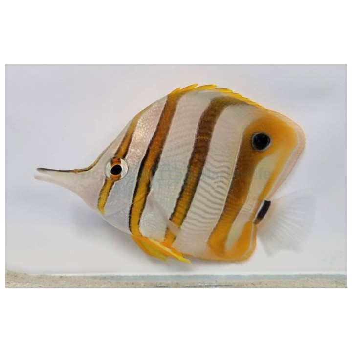 Chelmon rostratus - pinsettikala