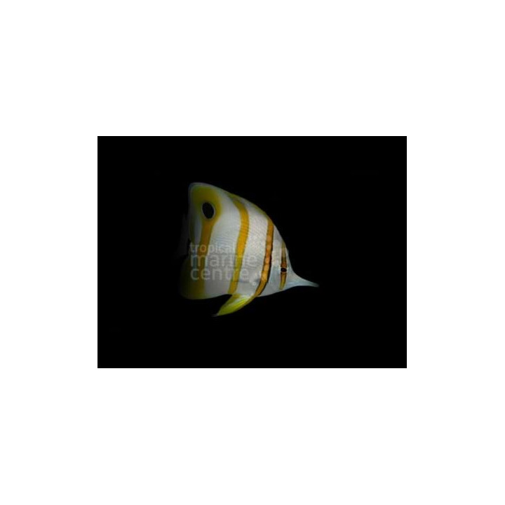 Chelmon rostratus - pinsettikala