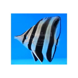 Chelmonops truncatus - Mustasaumaperhokala