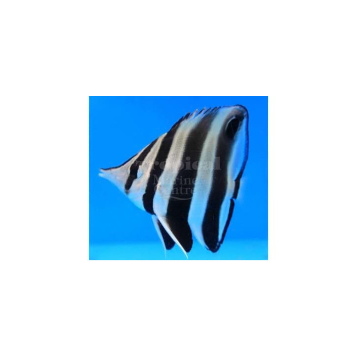 Chelmonops truncatus - Mustasaumaperhokala