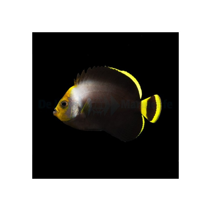Chetodontoplus melanosoma - Aavekeisarikala