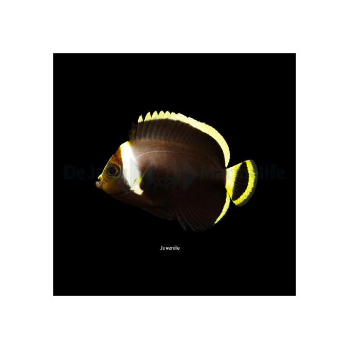 Chetodontoplus melanosoma - Aavekeisarikala